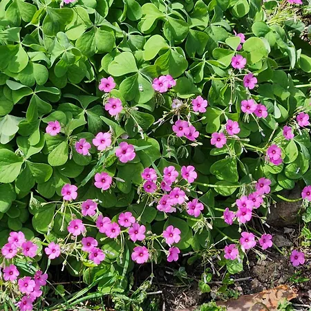 Casa de Férias Atlas6161